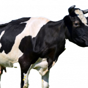 Cow PNG Free Image