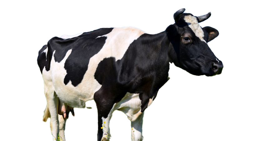 Cow PNG Free Image