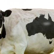 COW PNG HD Immagine
