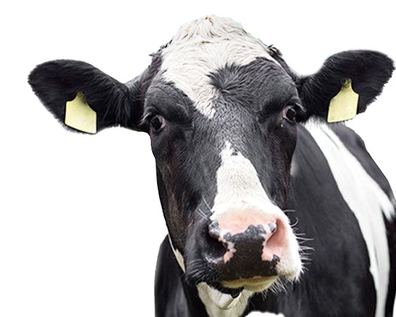 Cow PNG High Quality Image
