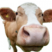 Коровь PNG Изображение