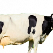 Arquivo de imagem PNG de vaca