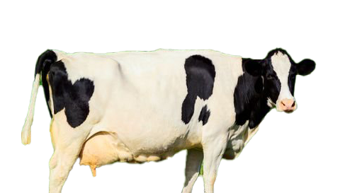 Cow PNG Image File