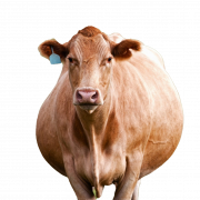 Корова PNG фото