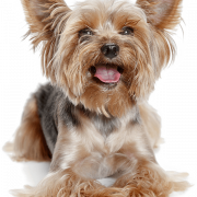 Cute na yorkshire terrier dog png