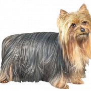 Cute Yorkshire Terrier Dog PNG Free Download