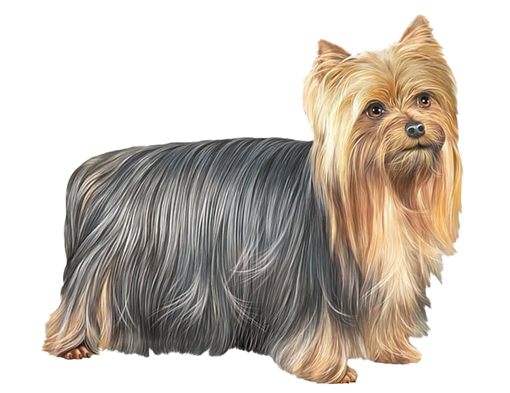 Carino Yorkshire Terrier Dog Png Download gratuito