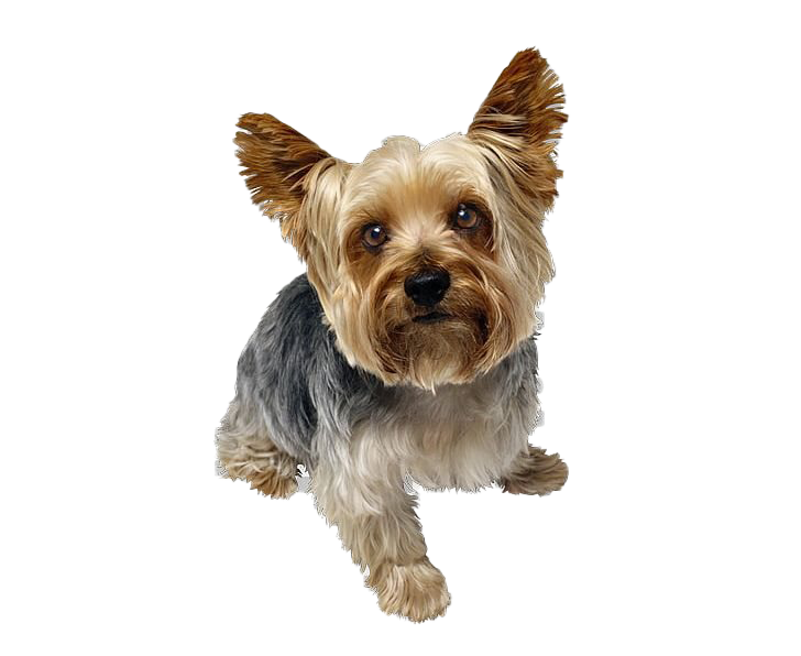 Cute Yorkshire Terrier Dog PNG Image