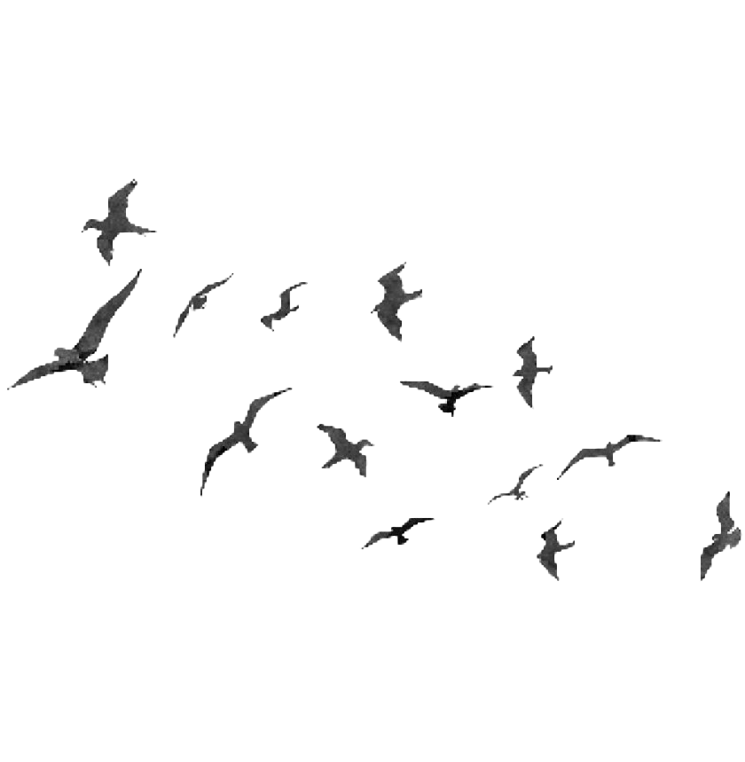 Flock Of Flying Bird PNG Download Image