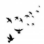 Flock Of Flying Bird PNG Free Image