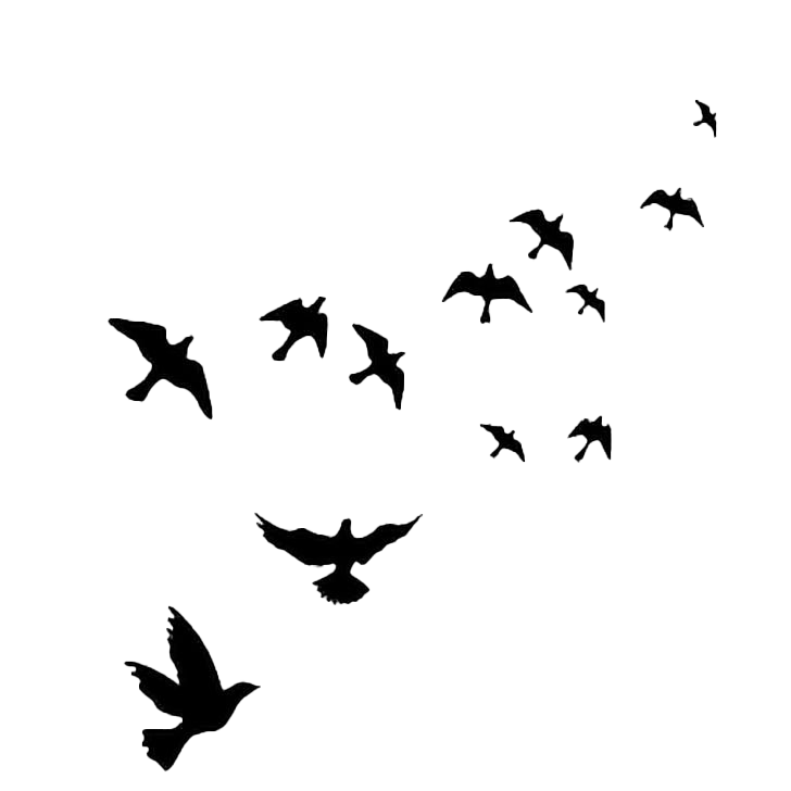 Flock Of Flying Bird PNG Free Image