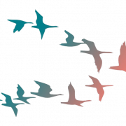 Flock ng Flying Bird PNG na imahe