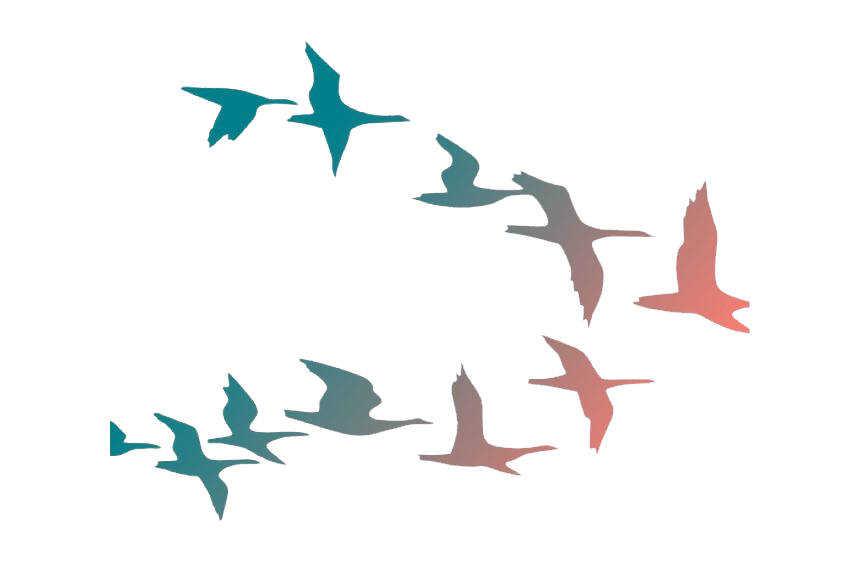 Flock Of Flying Bird PNG Image