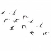 Flock Of Flying Bird PNG Picture