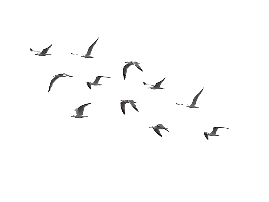Flock ng Flying Bird Png Larawan