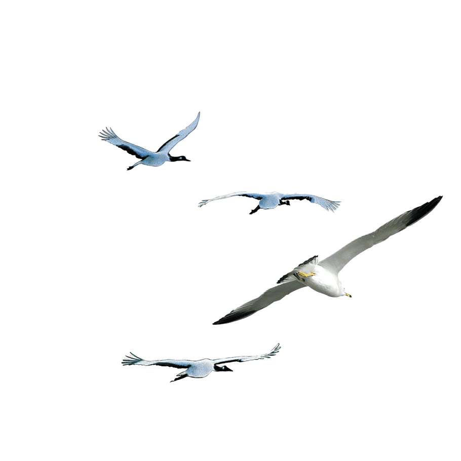 Flock Of Flying Bird Transparent