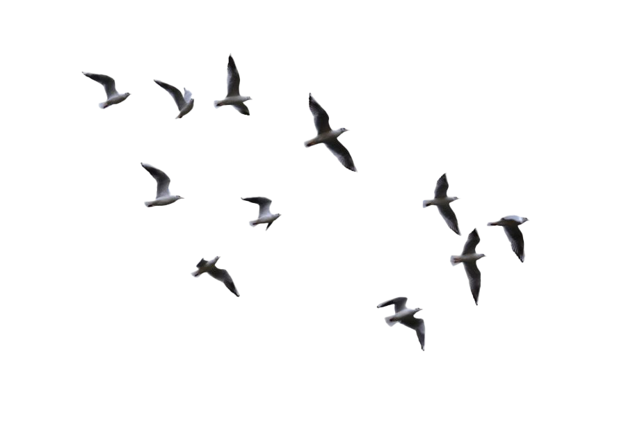 Flock Of Flying Bird