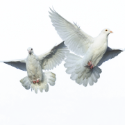 Flock of Flying Bird PNG