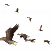 Flock ng Flying Bird PNG file