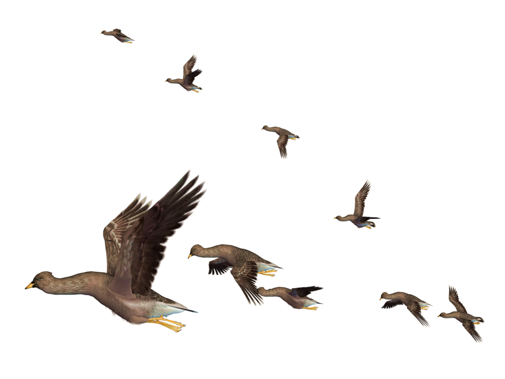 Flock ng Flying Bird PNG file