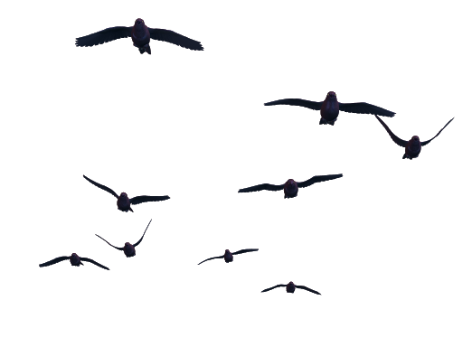 Стая летающих птиц PNG изображения