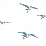 Flying Bird PNG file