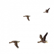 Flying Bird Png Libreng Pag -download