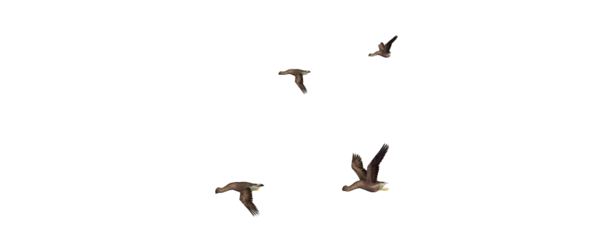 Flying Bird PNG Free Download