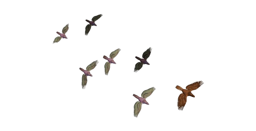 Flying Bird PNG Free Image