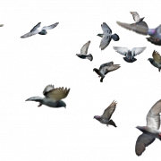 Immagine png di uccello volante