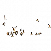 Flying Bird Png Image File