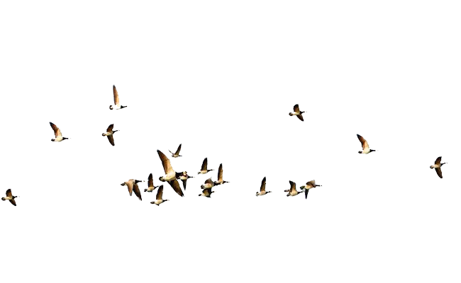 Flying Bird PNG Image File