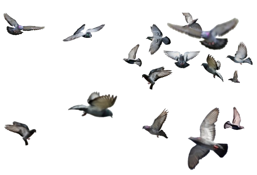 Flying Bird PNG Image