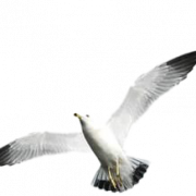 Flying Bird PNG Photo