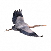 Heron volant Png