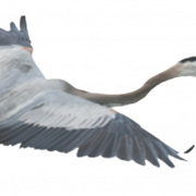Летающий цапля PNG Clipart