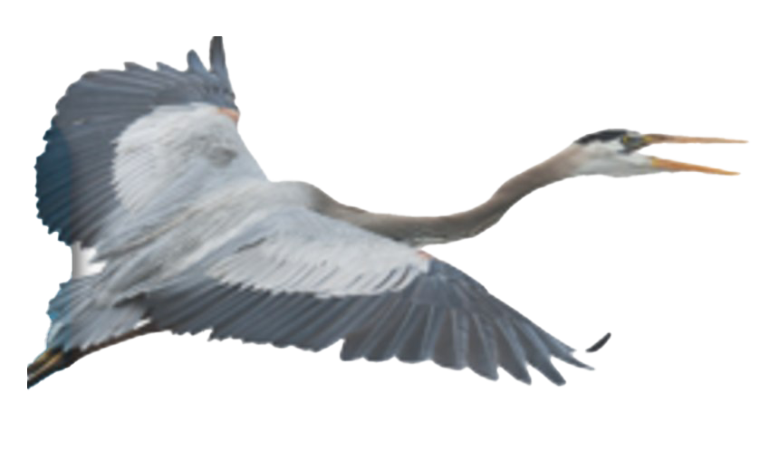 Flying Heron PNG Clipart