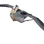 Flying Heron PNG Image