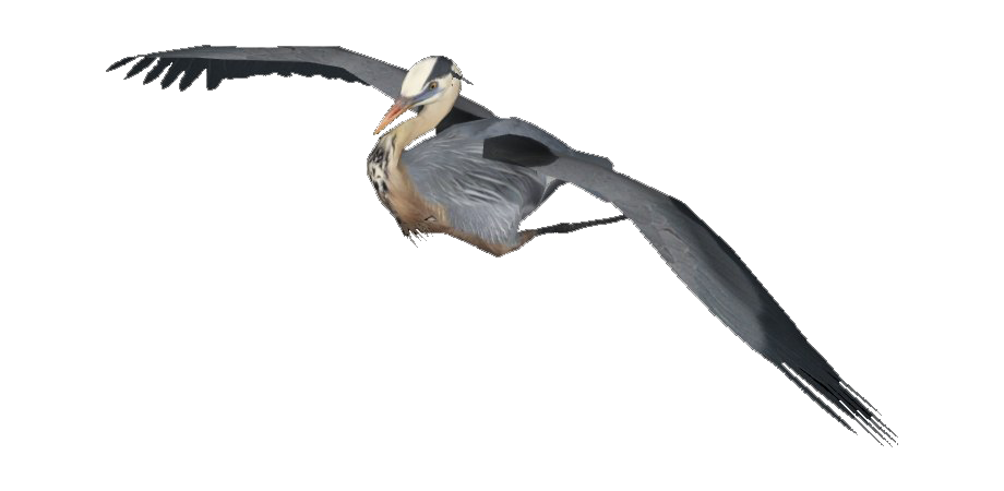 Flying Heron PNG Image