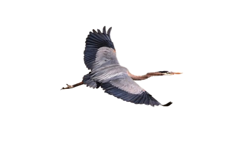 Flying Heron PNG