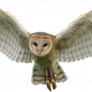 Flying Owl PNG