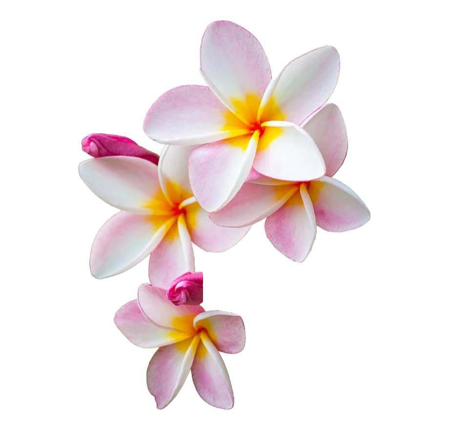 Frangipani Flower PNG Image