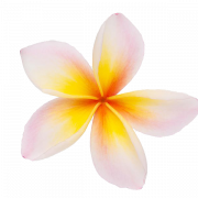 Frangipani Flower PNG Picture