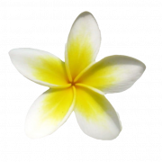 ภาพ frangipani png