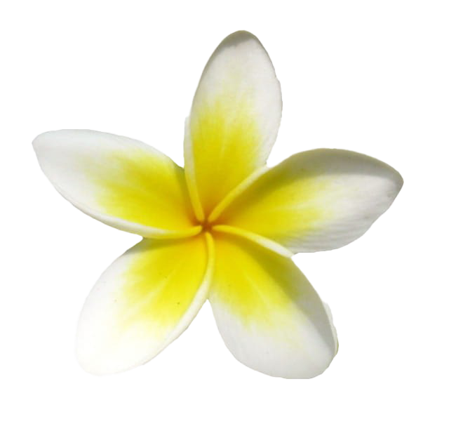 ภาพ frangipani png