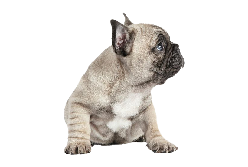Fransız Bulldog Png Ücretsiz İndir