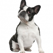 Fransız Bulldog Png Ücretsiz Görüntü