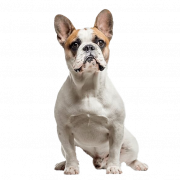 French Bulldog PNG Picture