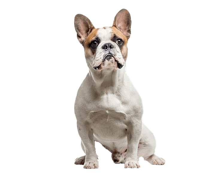 French Bulldog PNG Picture