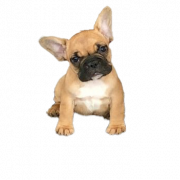 Franse bulldog puppy PNG